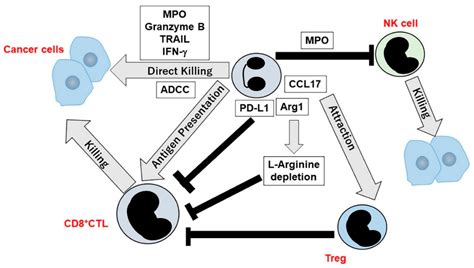 Ijms Free Full Text Two Faced Roles Of Tumor Associated Neutrophils