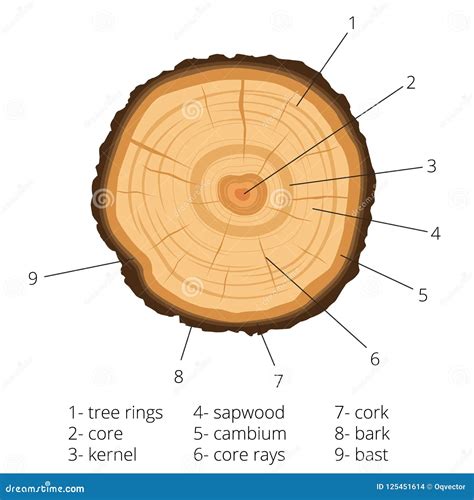 Circular Cross Section Of A Tree With Annual Rings With Signed Pieces