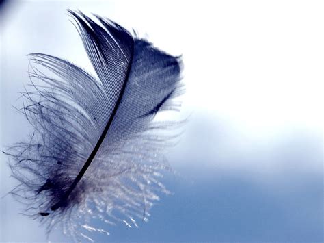 Feathers Hd Wallpapers Hd Wallpapers Backgrounds Of Your Choice Feather Background Feather