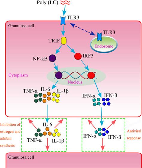 Polyinosinicpolycytidylic Acid Induces Innate Immune Responses Via