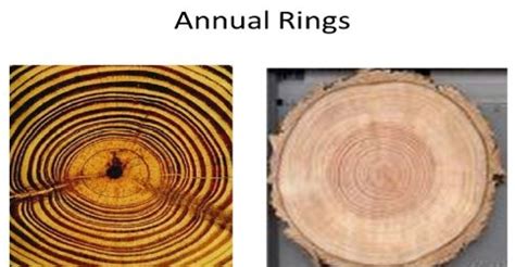 Annual Rings Are Distinct In Plants Growing In