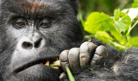 6 Days Uganda Primate Tracking Safari Gorilla Adventure Tours