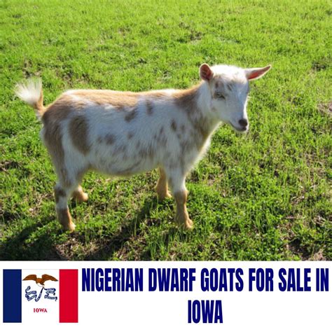 Nigerian Dwarf Goats for Sale in Iowa: Current Directory of Nigerian Dwarf Goat Breeders in Iowa ...