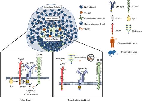 Frontiers Galectin Glycan Interactions As Regulators Of B Cell Immunity