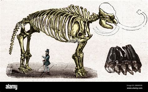 Paleontologie Reconstitution D Un Squelette De Mammouth A L Echelle D