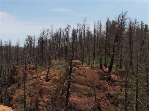 Forest Recovering From Waldo Canyon Fire News