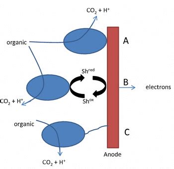 Hypothetical Extracellular Electron Transfer Eet Mechanisms At An