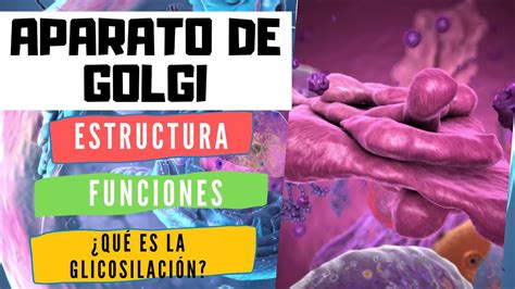 Aparato De Golgi Estructura Y Funcion L Complejo De Golgi Funciones