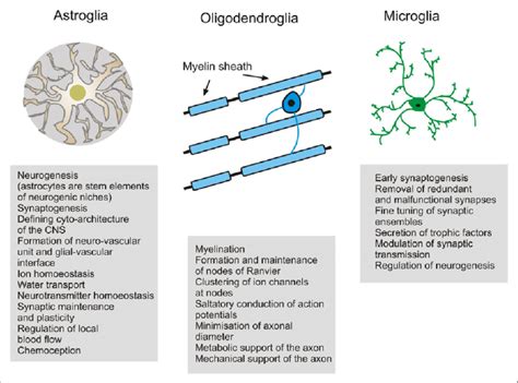 Neuroglial Cell Diagram