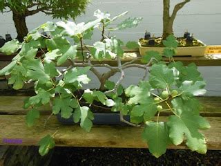 En Busca Del Hada Azul El Museo Del Bonsai En Marbella