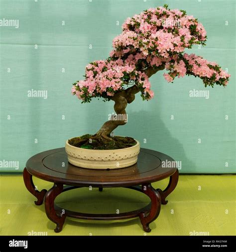 Explore The Beauty Of Bonsai Trees At Amazing Bonsai Trees Blog Bonsai