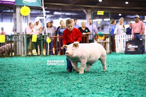 Njss Chester White Barrow Show National Swine Registry