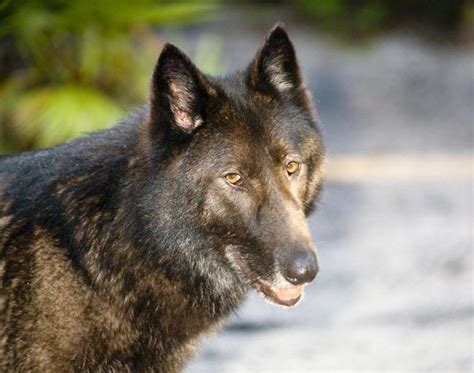 Un propriétaire a abandonné son chien loup dans un refuge qui