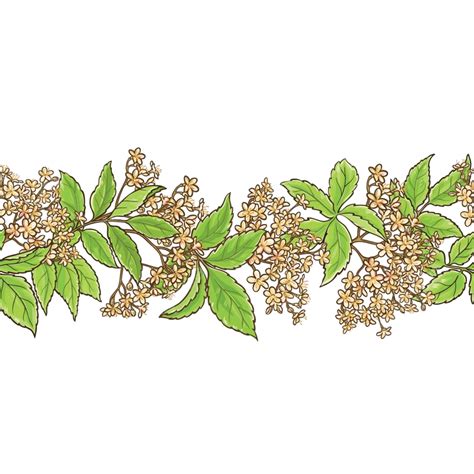 Elderflower Vector Png Vector Psd And Clipart With Transparent