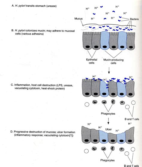 7 Immune Response To H Pylori Infection Download Scientific Diagram