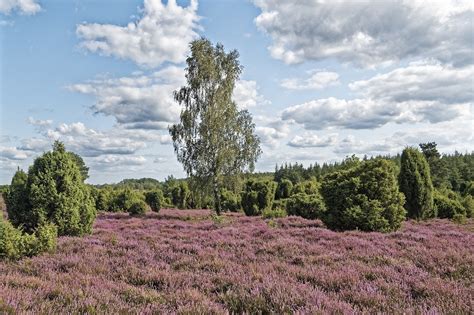 Tyskland Einer Lyng Eller Landsby Gratis foto på Pixabay Pixabay