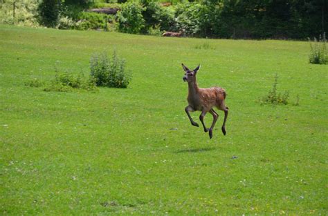 funny deer by mimose-stock on DeviantArt