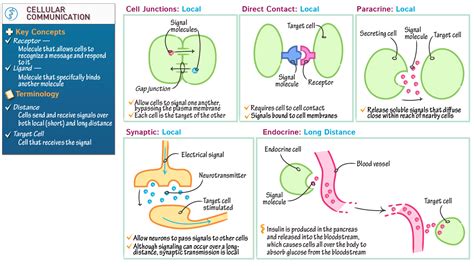 Cell Biology: Cellular Communication | ditki medical & biological sciences