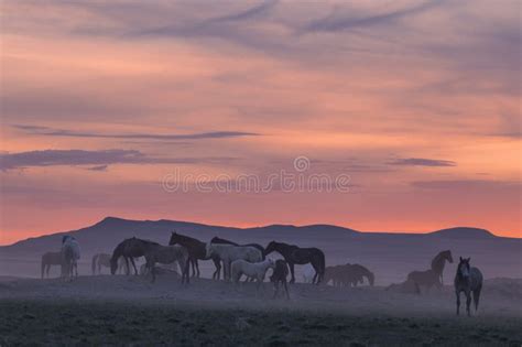 Herd of Wild Horses at Sunset in the Utah Desert Stock Photo - Image of ...