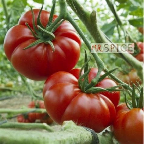 Sementes De Tomate Gaucho Super Marmande Para Vasos E Horta Mercado Livre