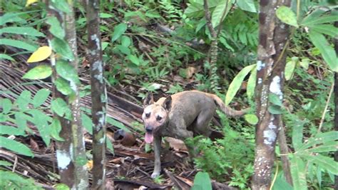 Gerombolan Hama Babi Hutan Ditemukan Lagi Di Lokasi Ini Wild Boar