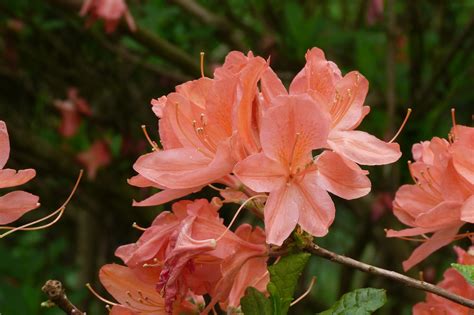 Azalea Zalm Roze Gratis Foto Op Pixabay Pixabay