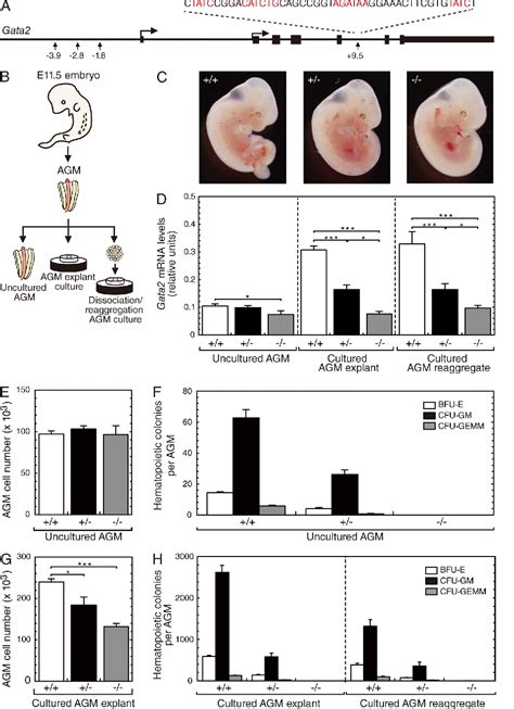 Hemogenic Endothelial Cells Semantic Scholar