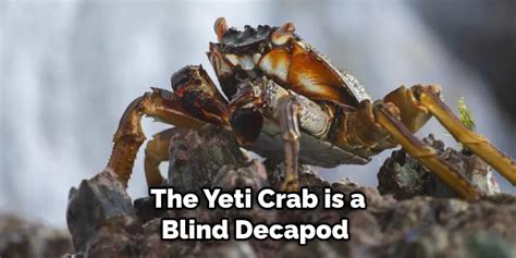 Yeti Crab Spiritual Meaning Symbolism And Totem Explained