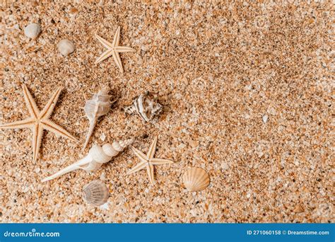 Fondo De Conchas De Arena Concepto De Verano Con Conchas Marinas Y