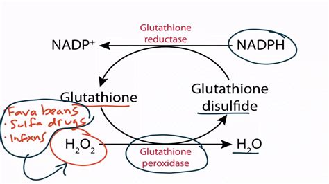 Hmp Shunt : Hmp Shunt Pentose Pathway Youtube : .hmp shunt hexose mono phosphate shunt = pentose ...