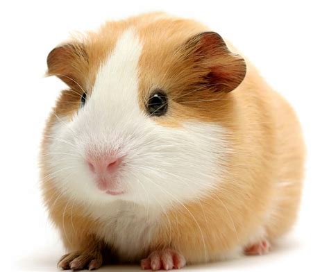 Guinea Pig For Sale Pet City Houston