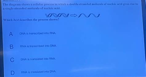 Solved The Diagram Shows A Cellular Process In Which A Double Stranded