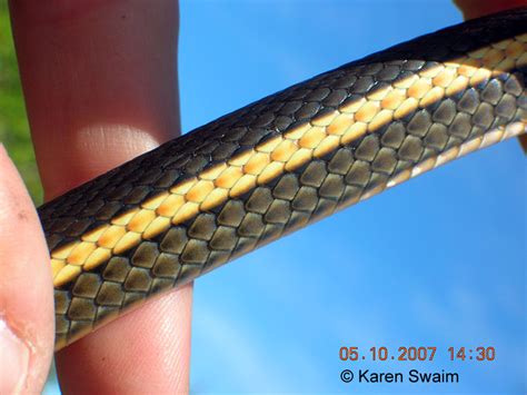 Striped Racers Whipsnakes Found In California