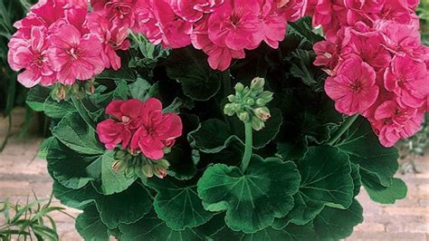 How to care for geraniums? Step by step - In Home Plans