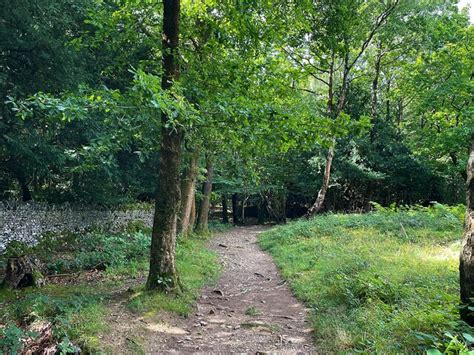 Path Through Copridding Wood Graham Hogg Geograph Britain And Ireland