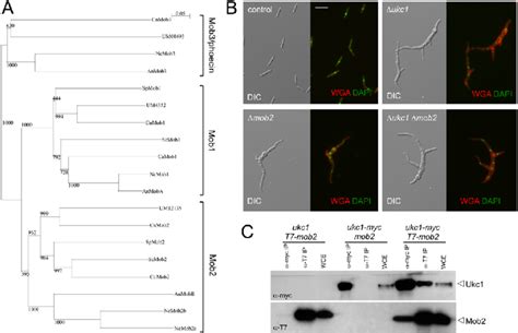 Mob Interacts With The Ndr Kinase Ukc In U Maydis A Phylogenetic