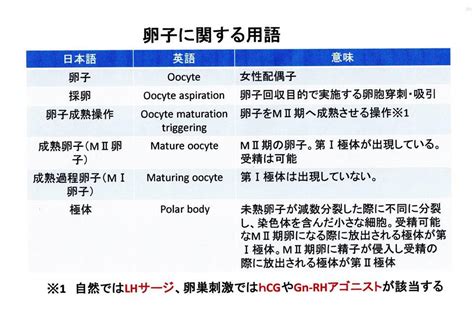 卵子に関する用語 よくあるご質問徐クリニック