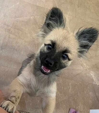 Marido que comprou cachorro acreditando ser um Lulu da Pomerânia mostra