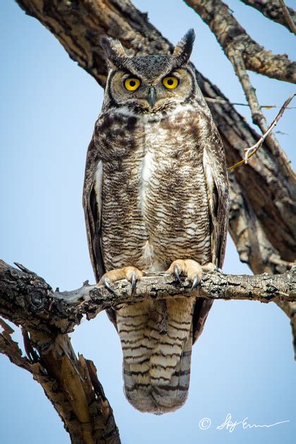 Lake Tahoe Photo Gallery | Lake Tahoe Wildlife