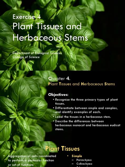 Analysis Of Plant Tissues And Herbaceous Stems Pdf Plant Stem Tissue Biology