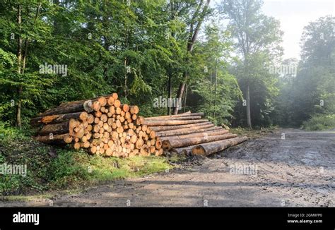 Pile Of Felled Tree Trunks At A Logging Site In A Forest In Germany