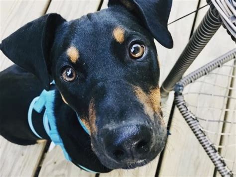 26 Dazzling Doberman Pinscher Mixes Dobe Hybrids