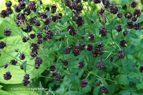 Aquilegia Vulgaris ‘black Barlow2 Janet Davis Explores Colour