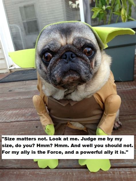 Funny Pug Quotes And Sayings Quotesgram