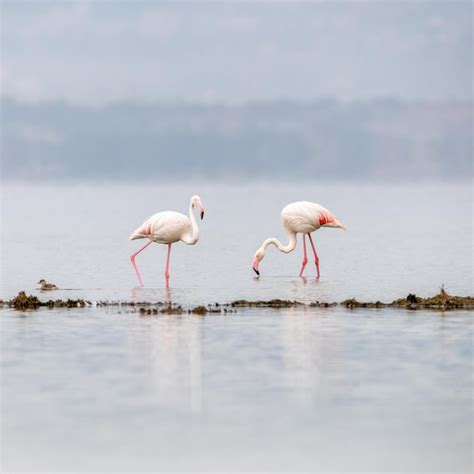 Premium Photo Soft High Key Processing Of Three Greater Flamingos