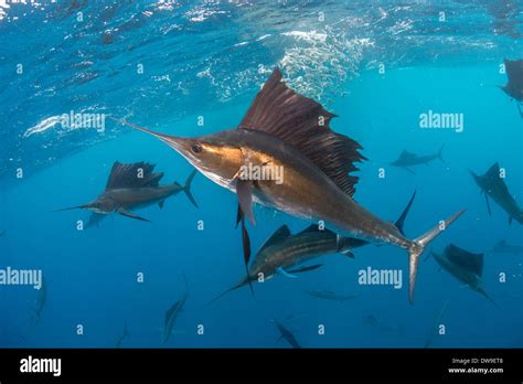 Atlantic Sailfish Hunting Spanish Sardines Isla Mujeres Yucatan