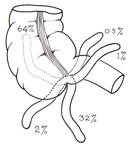 Appendix Drawing At Getdrawings Free Download