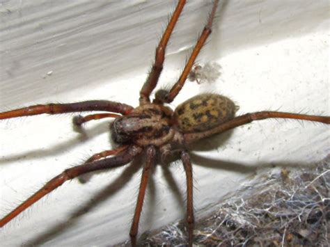 Oregon Spiders Pictures And Spider Identification Help Green Nature