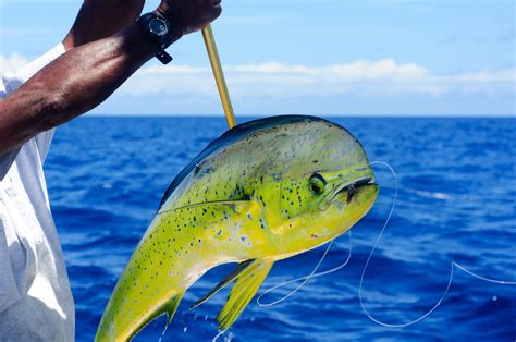 Dolphin Fishing Mahi Mahi Fishing Port Canaveral Fishing