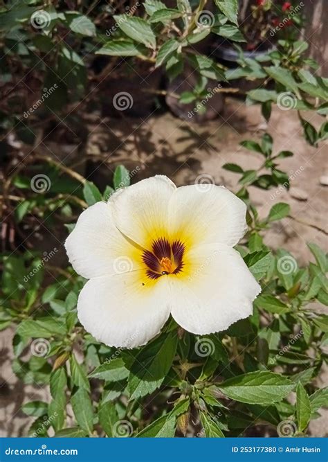 Turnera Ulmifolia Is A Species Of Flowering Plant Of The Eight O X